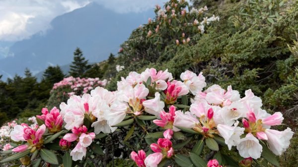 1100416石門山杜鵑花1352875