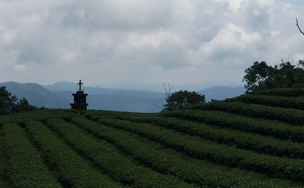 烏來大桶山麓茶園2530801