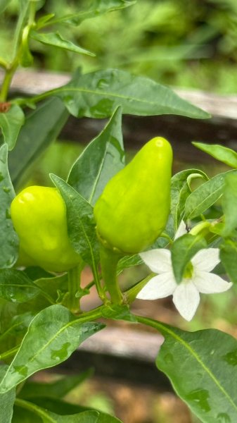 多元化的文山森林公園|天空步道|趣探險之丘|峯花雪月2834963
