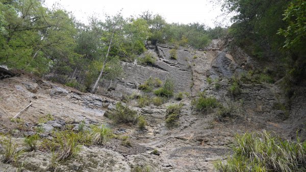 北坑山登山健行趣(中級山)1526323