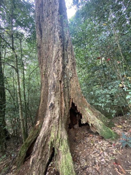 谷關七雄-屋我尾山 (大雪山起登)1347872