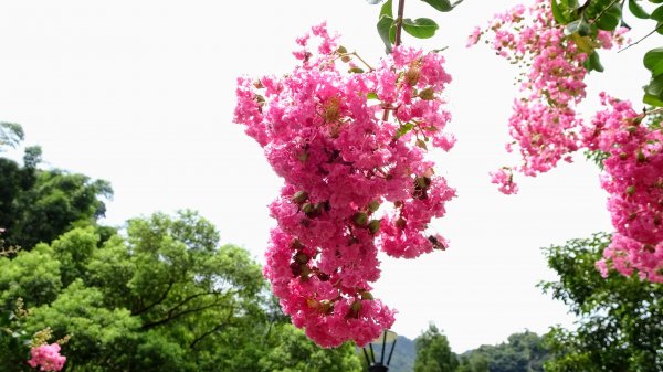 豹山溪,獅山溪,永春崗1769877