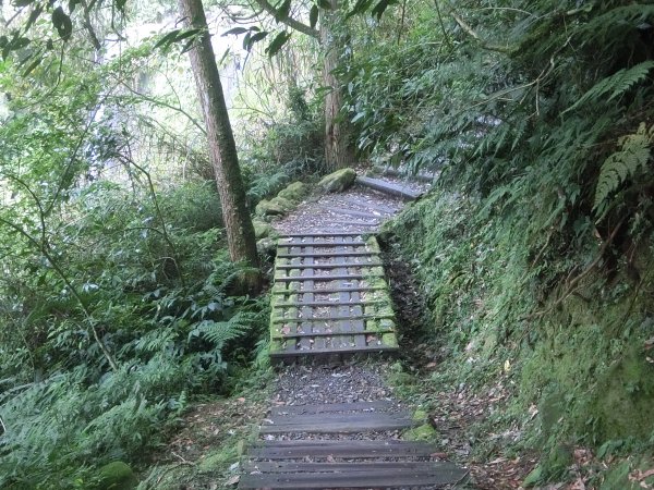 溪頭銀杏神木彩虹橋459526