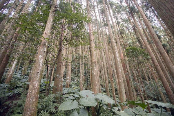 高島縱走-難忘的年初一走春之旅1612126