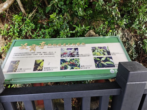 [百山百鳥尋旅-02/15] 2025_0809 社頂自然公園步道2856949