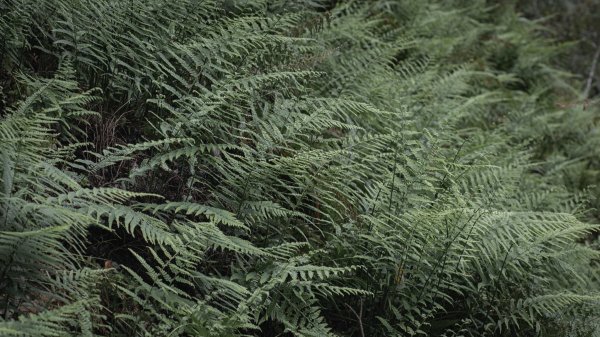 瓦拉米步道-佳心營地住一晚2708469