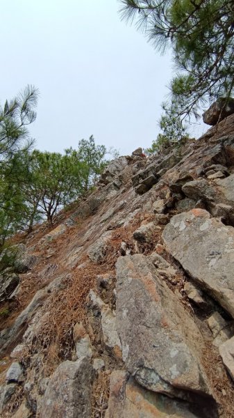 東卯山東南稜原路往返（德芙蘭步道小o繞）尋找失落的石觀音2082154