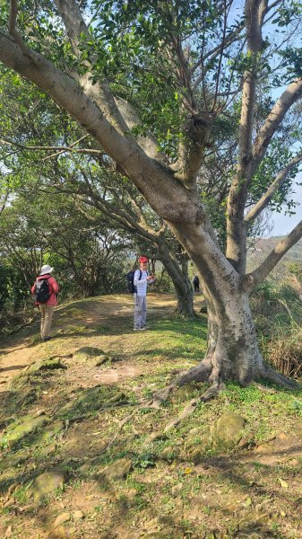 2025-0204 鶯歌_大凍山_三角埔頂山_迴龍2707956