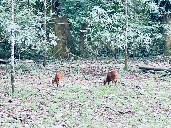 20260727 宜蘭福山植物園3111136