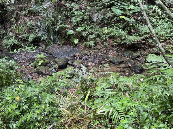 [微笑山線_第十二段] 2025_0803 五分山系_嶺腳寮山2851318