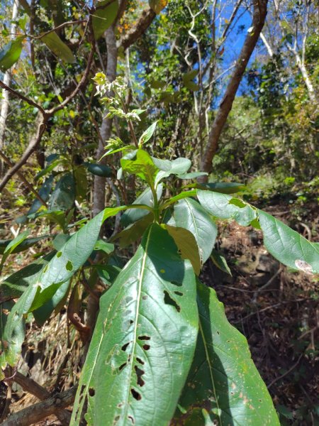 東埔走八通關古道訪龍貓公車繞對關山O型2962776