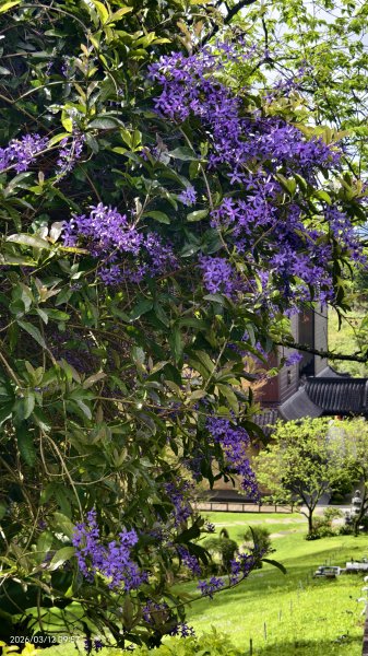 #緣道觀音廟 #北海福座 #萬代福 #黃花風鈴木 #錫葉藤 #青帶鳳蝶 #昭和櫻 #吉野櫻 3/123014047