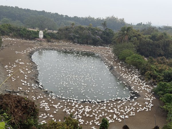 [山海圳_大圳之路_第一段] 2026_0228 茄拔天后宮_南湖口_曾文溪渡槽橋3009195