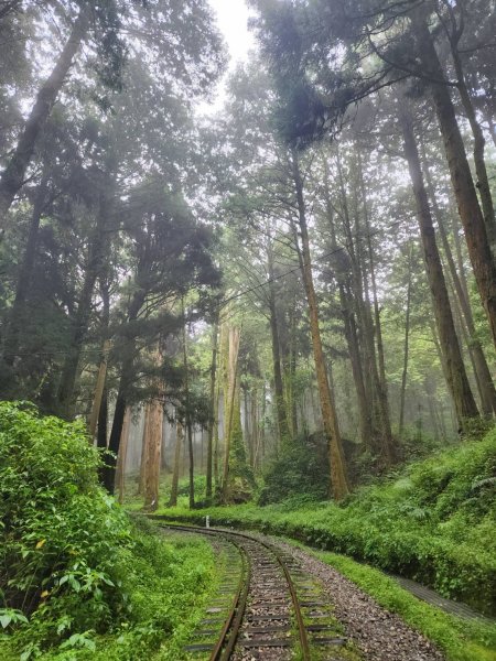 20230901、0902阿里山水山巨木、祝山觀日步道2274380