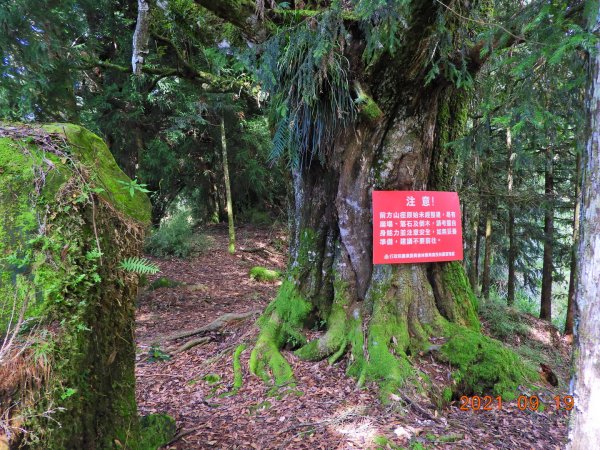 南投 竹山 鹿屈山前鋒、鹿屈山1462705