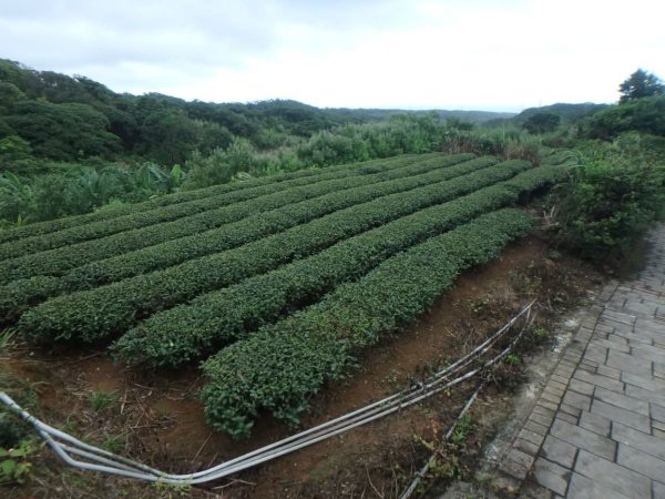 1070614茶山步道3099459