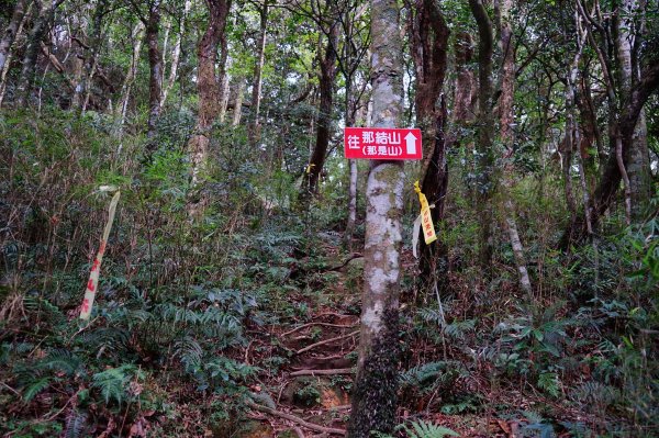 新竹關西鎮 水田林道之貴妃&那結山連走1539729