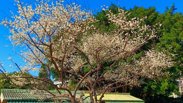 雙溪公園賞花&原住民公園落羽松&故宮1/142689948