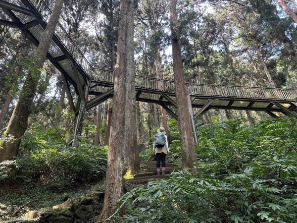 溪頭天文台 空中走廊 神木林道 賞鳥步道2486062