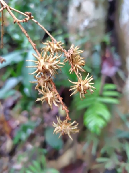 鳳鳴古道 鳳鳴山 南隘勇（南長城）古道 三湖山 八達嶺（龍骨）古道 綠色古道 延平古道2975131