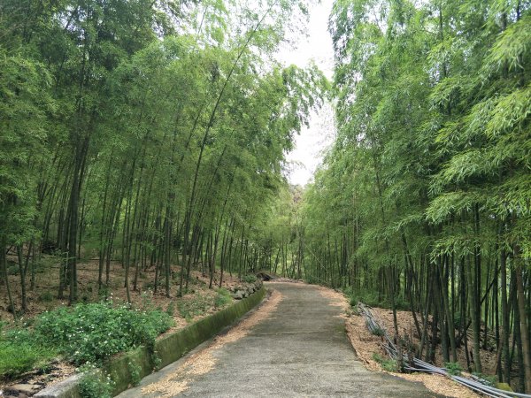 嘉義百大步道：桃荀古道與大尖山1414751