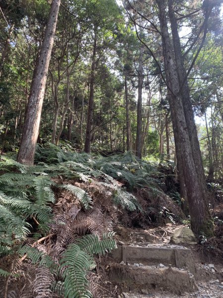 20251018台中八仙山2921442