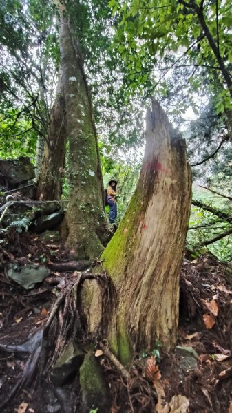 神阿縱走~台灣難抵極~大塔山2971409