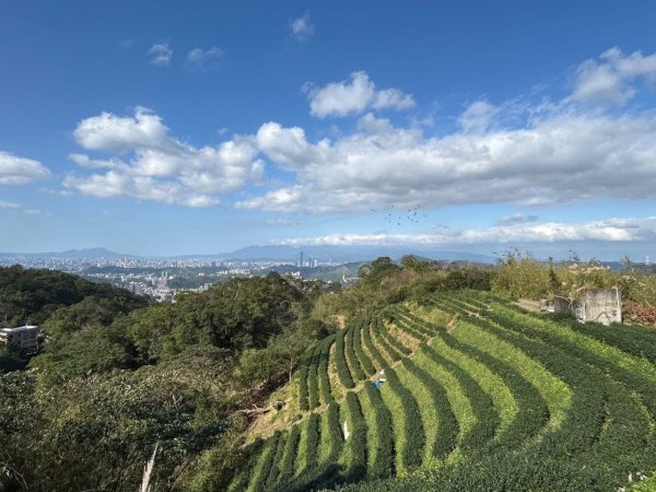青潭越嶺政大-賞梅花🌸安坑🐦嘴四秀2691722
