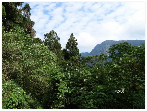 溪頭/山芙蓉之旅712619
