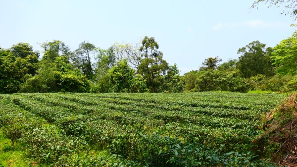 南港茶葉製造示範場3036251
