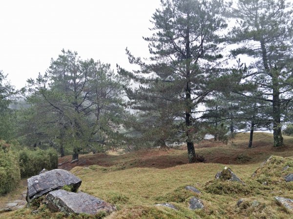 2019 03 10 鹿林山&麟趾山步道544208