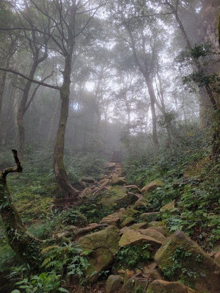 112.01.10 新竹尖石鄉-北得拉曼巨木群、內鳥嘴山1990766