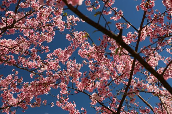 拉拉山的櫻花286543