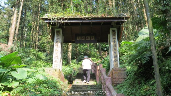 《苗栗》古道柳杉｜雲洞宮鳴鳳古道南長城步道登三湖山202505022777115