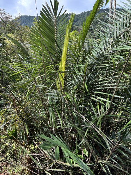 2025 芒草季 草嶺古道2932903