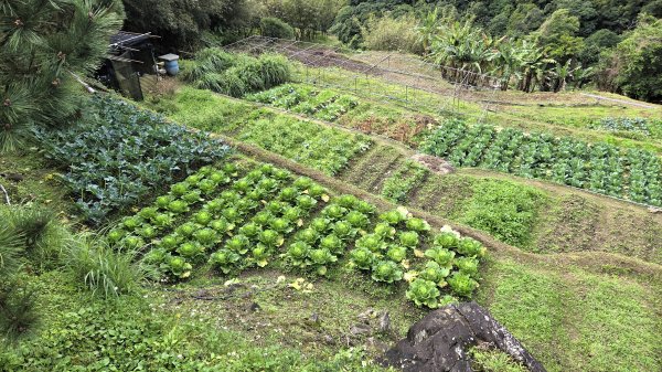 即將春季的百花齊放鵝尾山串行古圳道及平菁街42巷賞櫻健行O型走2988693