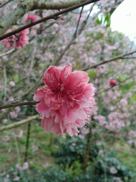 2023-02-26 登嘉南雲峰巧遇草嶺櫻花季2043935