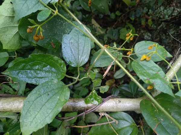 回歸自然的杜仔湖步道上雙子山2677785