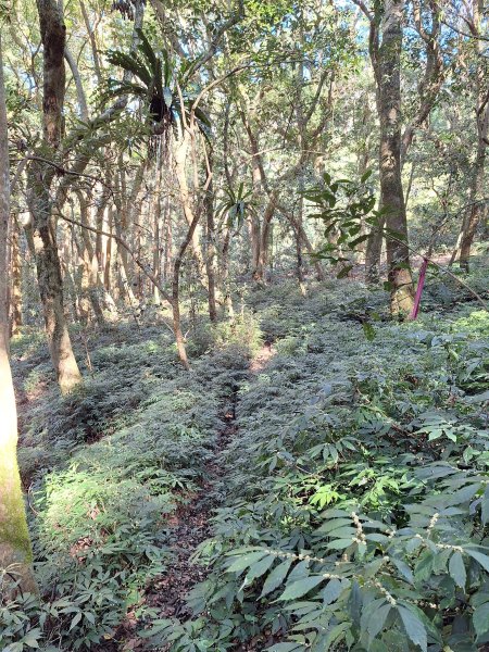 泰安麻必浩林道南坑山O型202502282724663