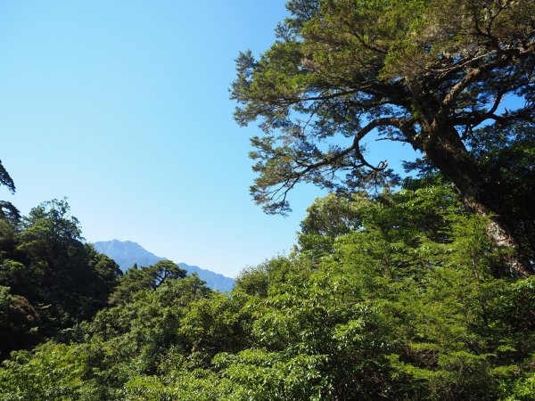 奇萊南華高峰之旅兩天一夜⛰️最受歡迎的新手百岳🏘️1833639