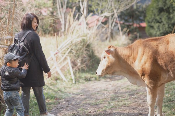 20200310-司馬庫斯神木群步道914315