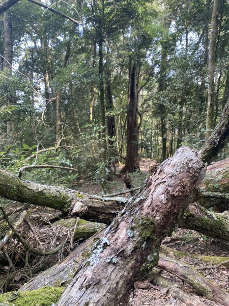 谷關七雄-屋我尾山 (大雪山起登)1347869