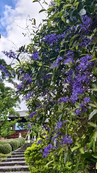 #緣道觀音廟 #北海福座 #萬代福 #黃花風鈴木 #錫葉藤 #青帶鳳蝶 #昭和櫻 #吉野櫻 3/123014061