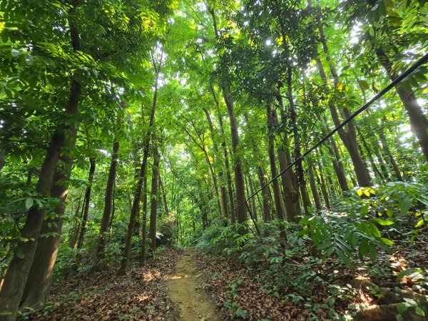 2025-04-21 茶頂山桃花心木步道2767819