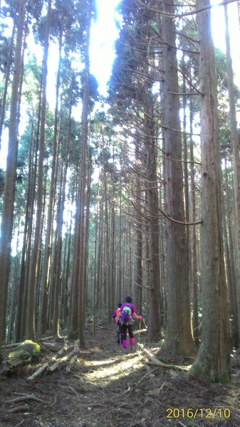 20161210新竹高台山,小中大島田山79311