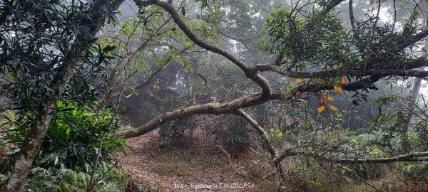 《苗栗》霧雨寒流｜三義三角山步道202512252969230