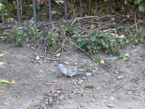 [紐約馬之行-59] 2025_1114 卡洛斯·泰斯植物園-上2953907