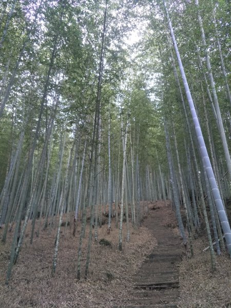 20181204嘉南雲峰、石壁山登山步道473370