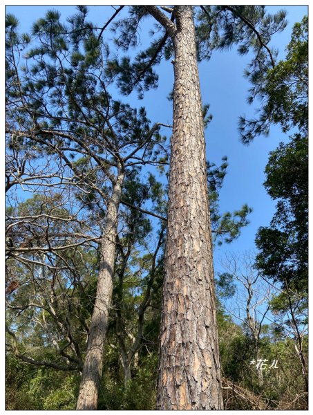 老崎古道、老崎坪頂山 (頭份)2737124