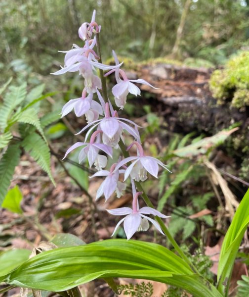山車廣山.福巴越嶺O-神木群-水晶蘭-根結蘭2756311